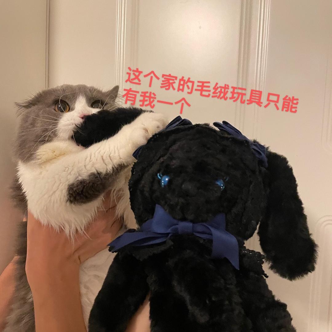 蛮不讲理小锦鲤