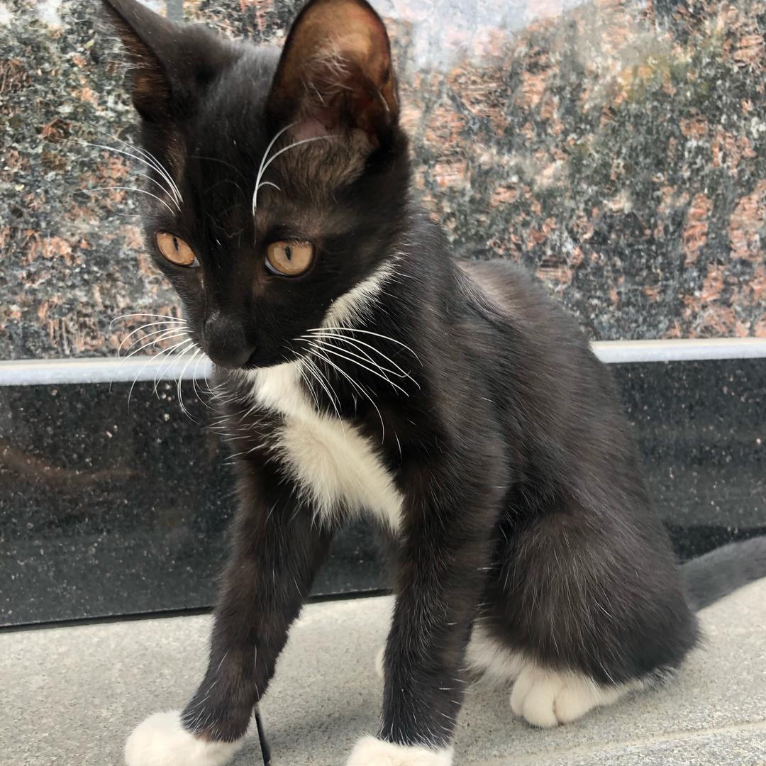 喵呜🐱