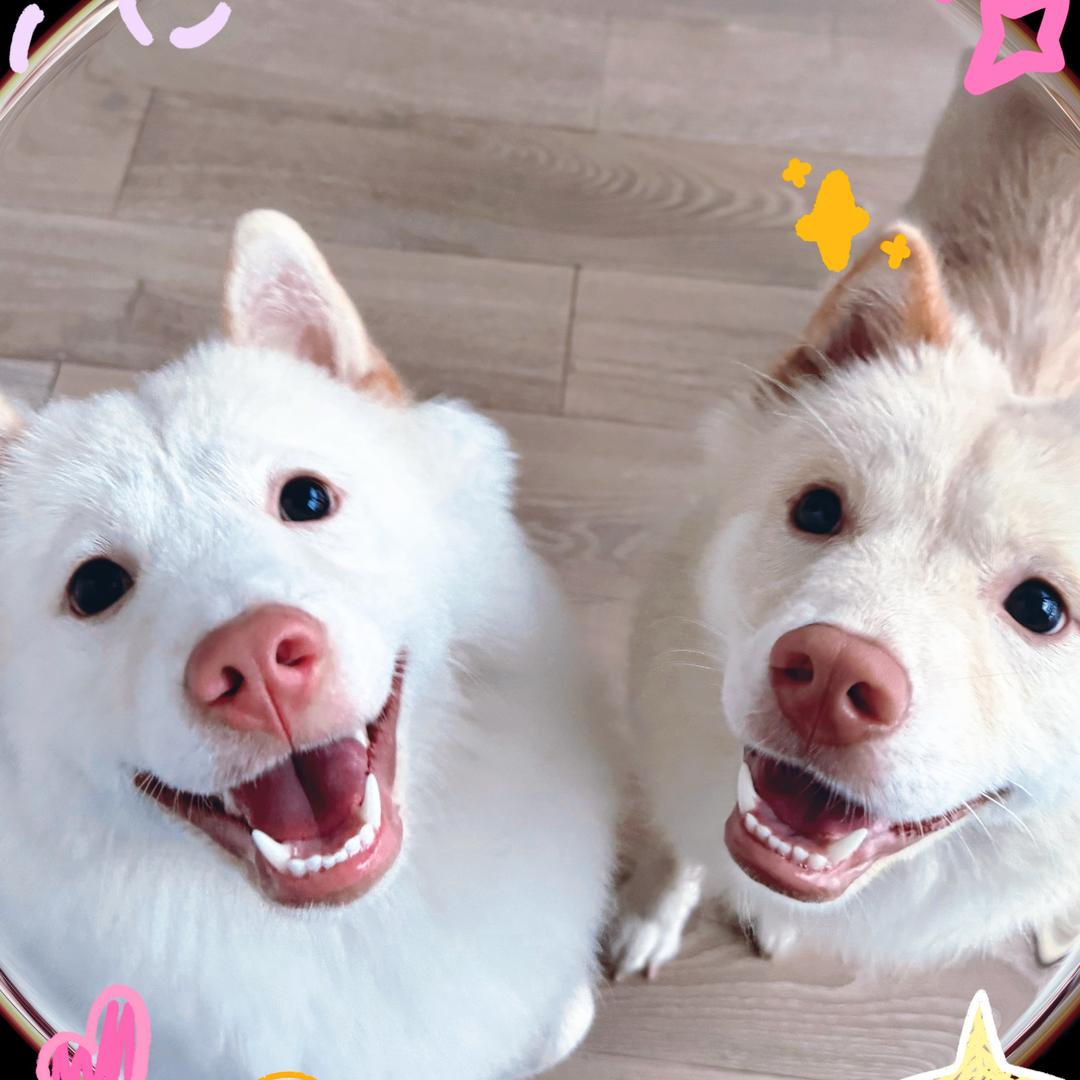 水果姐妹 ·（芒果苹果版）