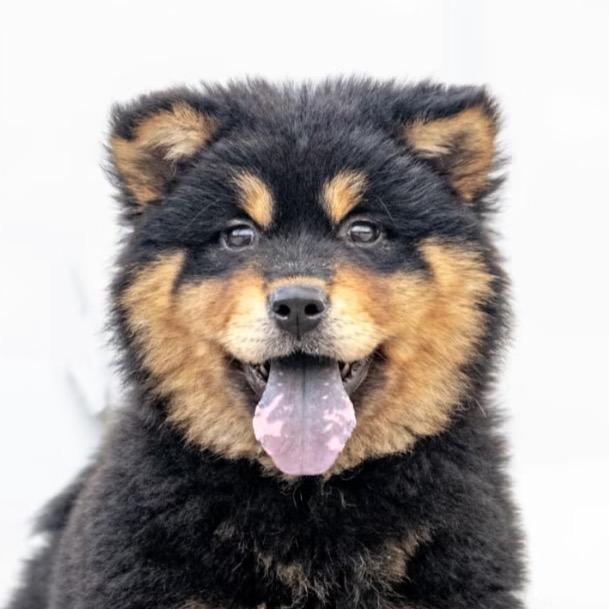 阿辉纯种中华田园犬