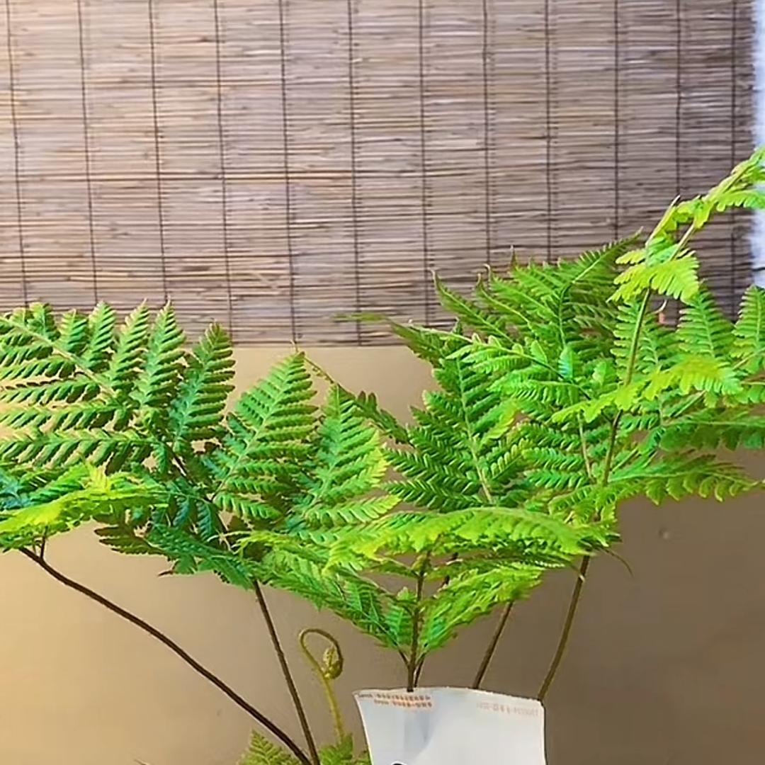 老孟聊糖