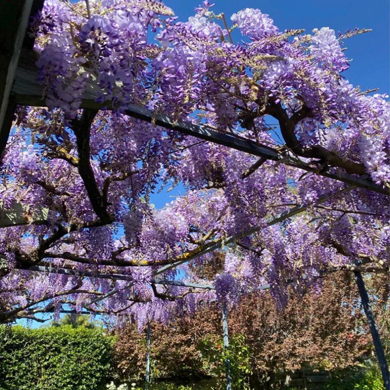 百花谷花卉绿植