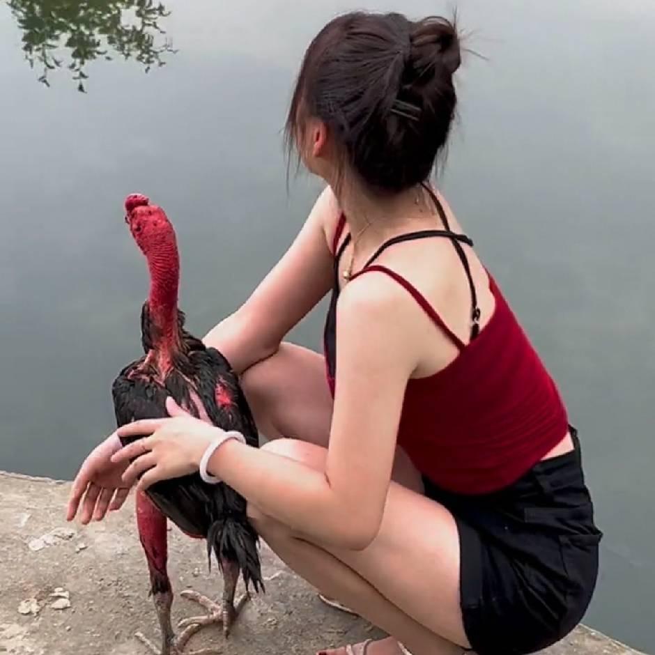 @@越南斗鸡战将