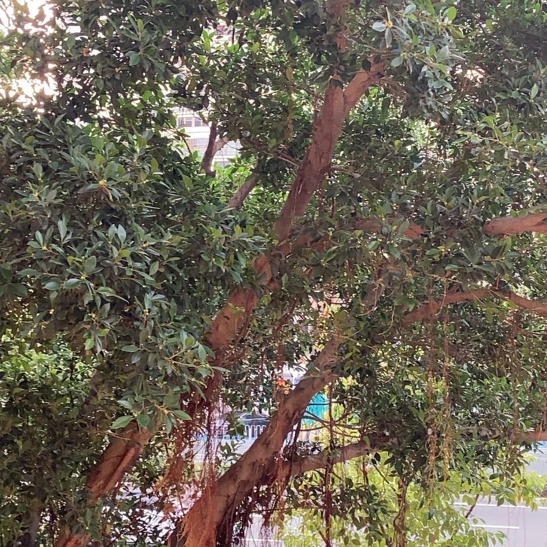 珲侬休闲专营店宋宋果园