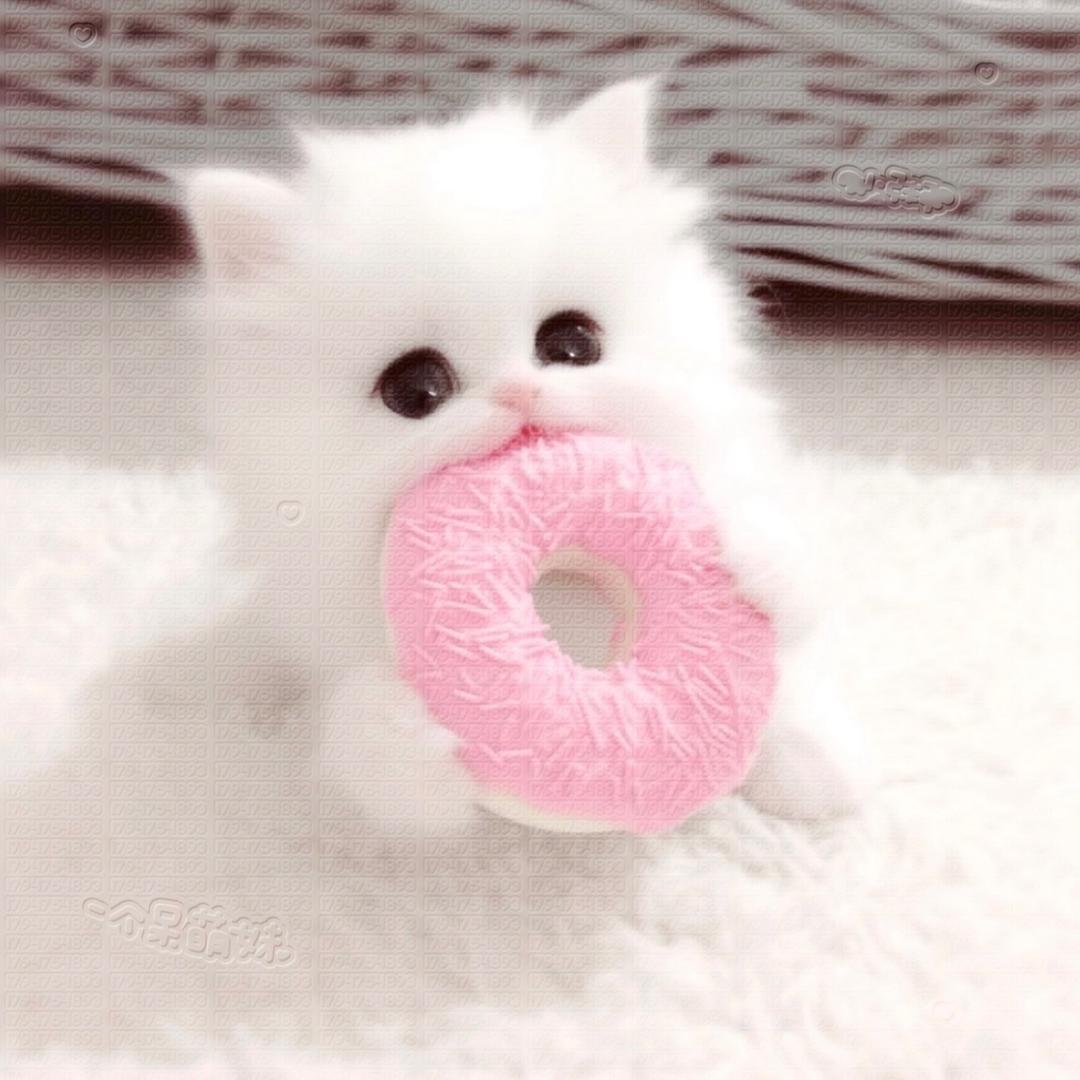 小粥大王666
