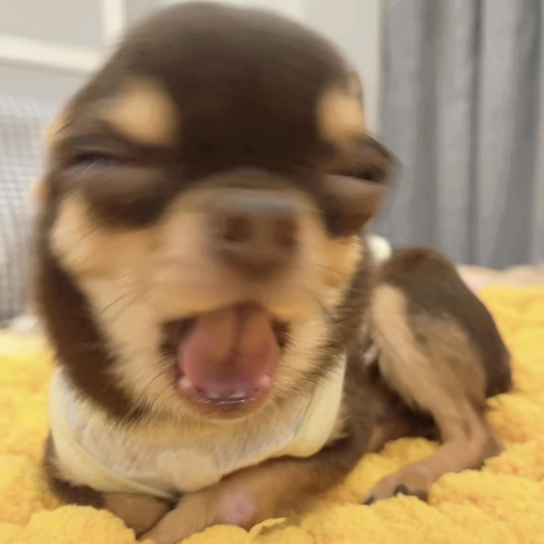 z衡