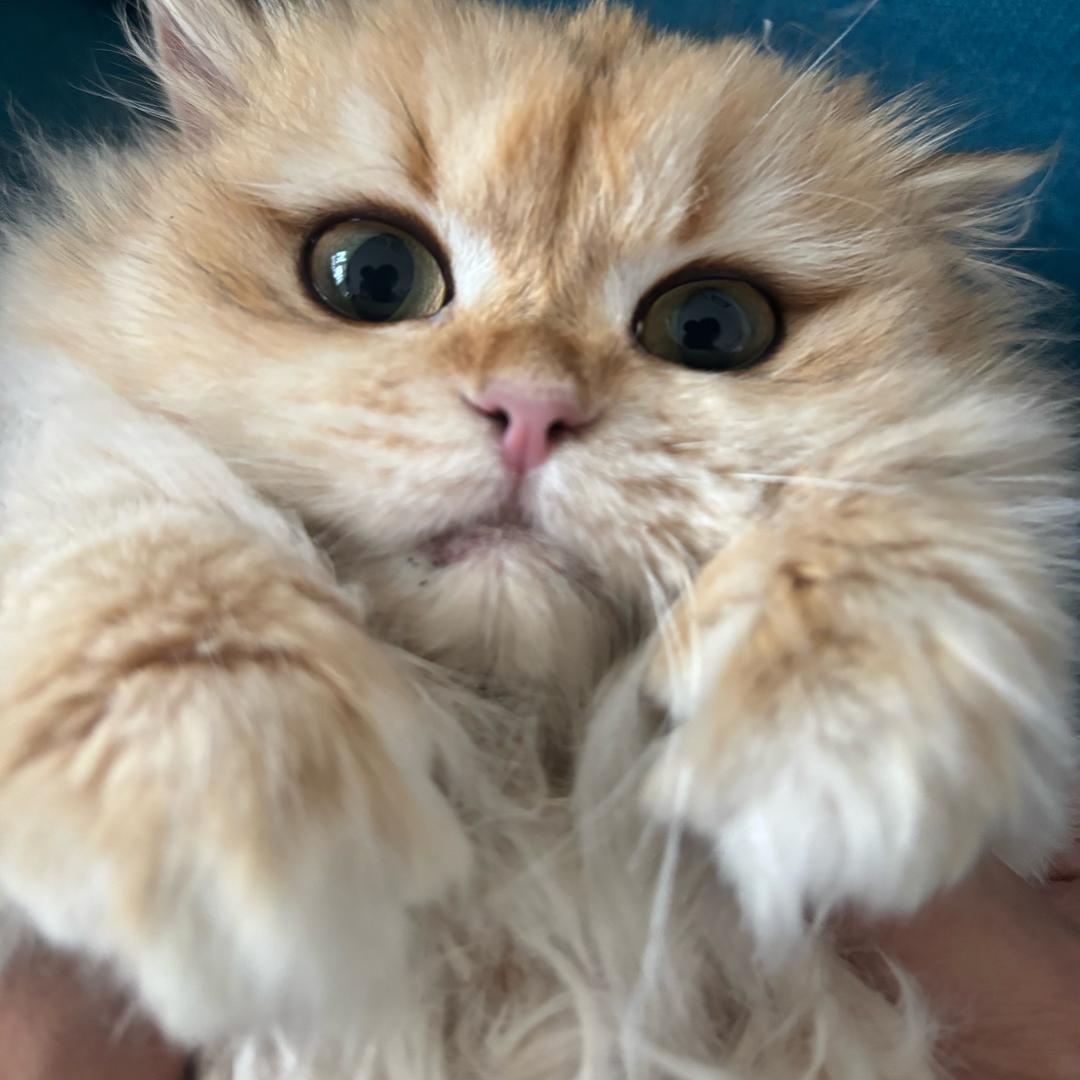 kj
