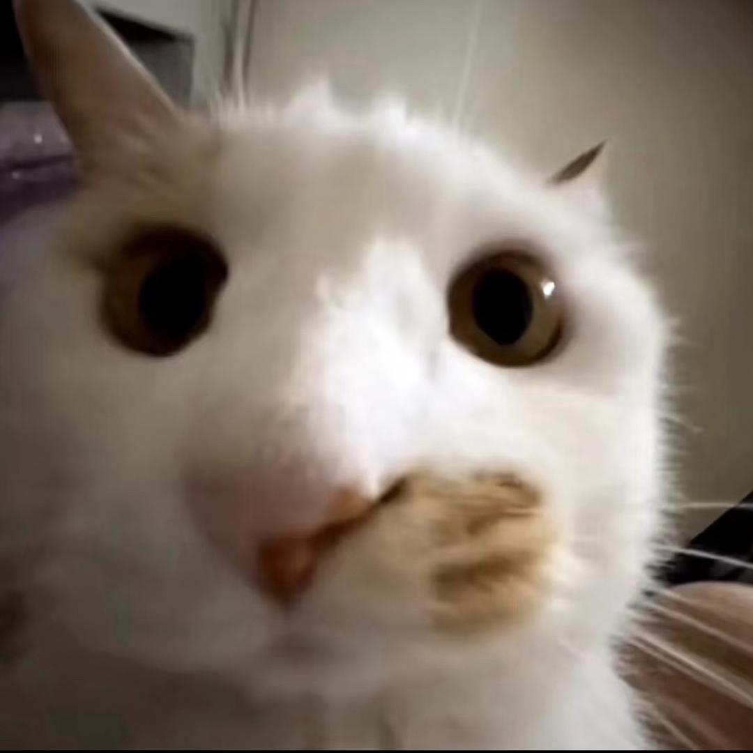 老猫meme