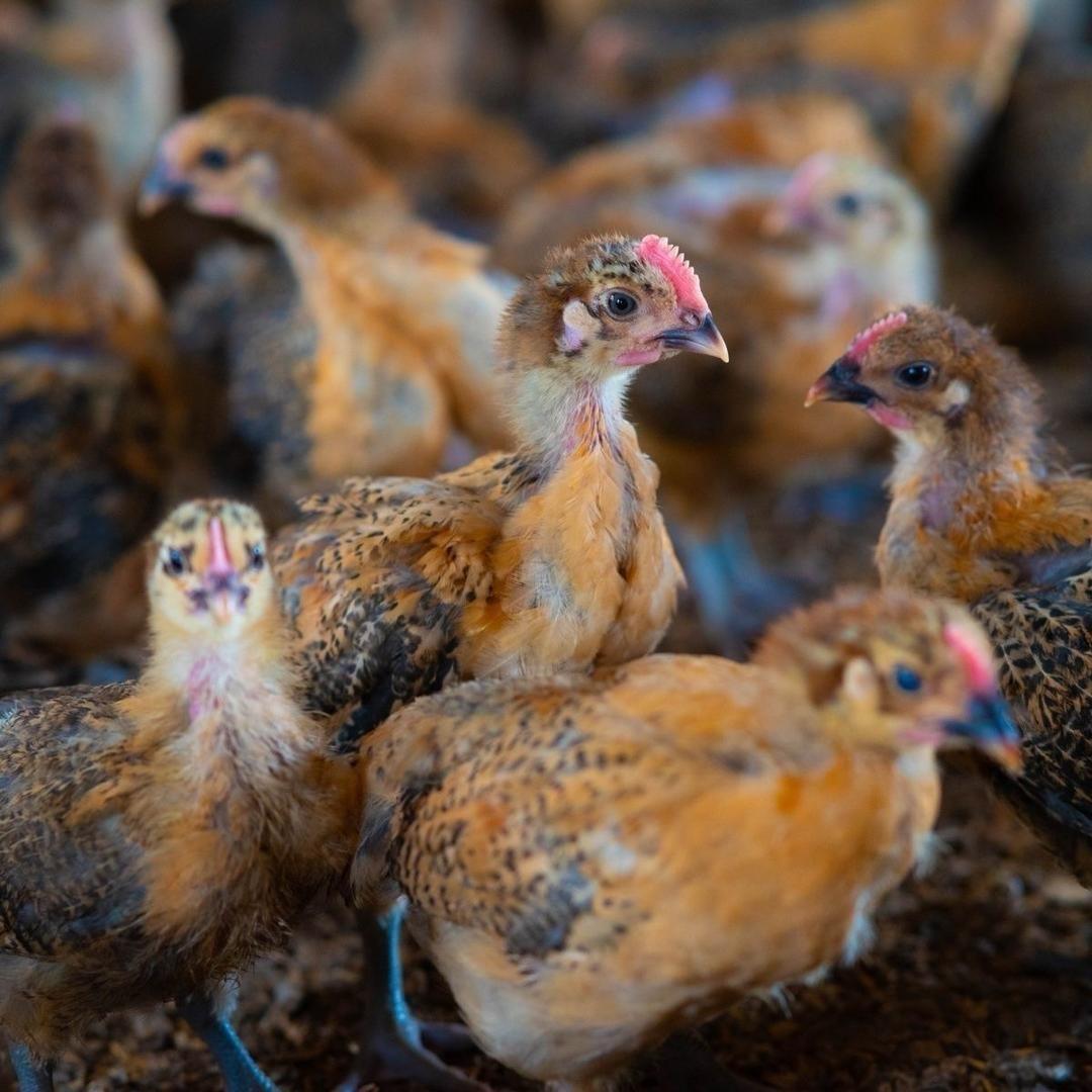 大型禽苗养殖场