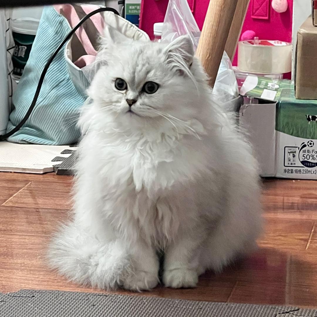 Yy（歪歪）小朋友🐱