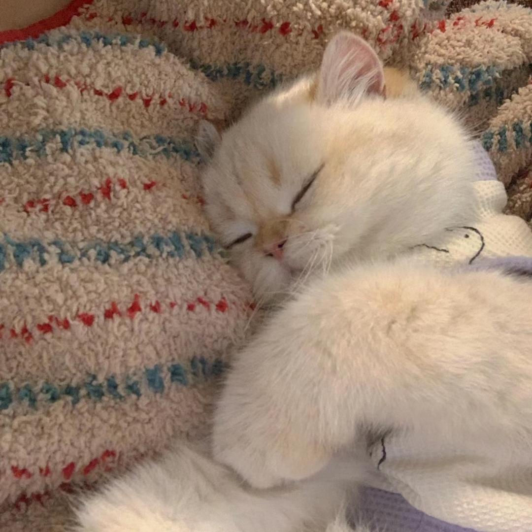 BB