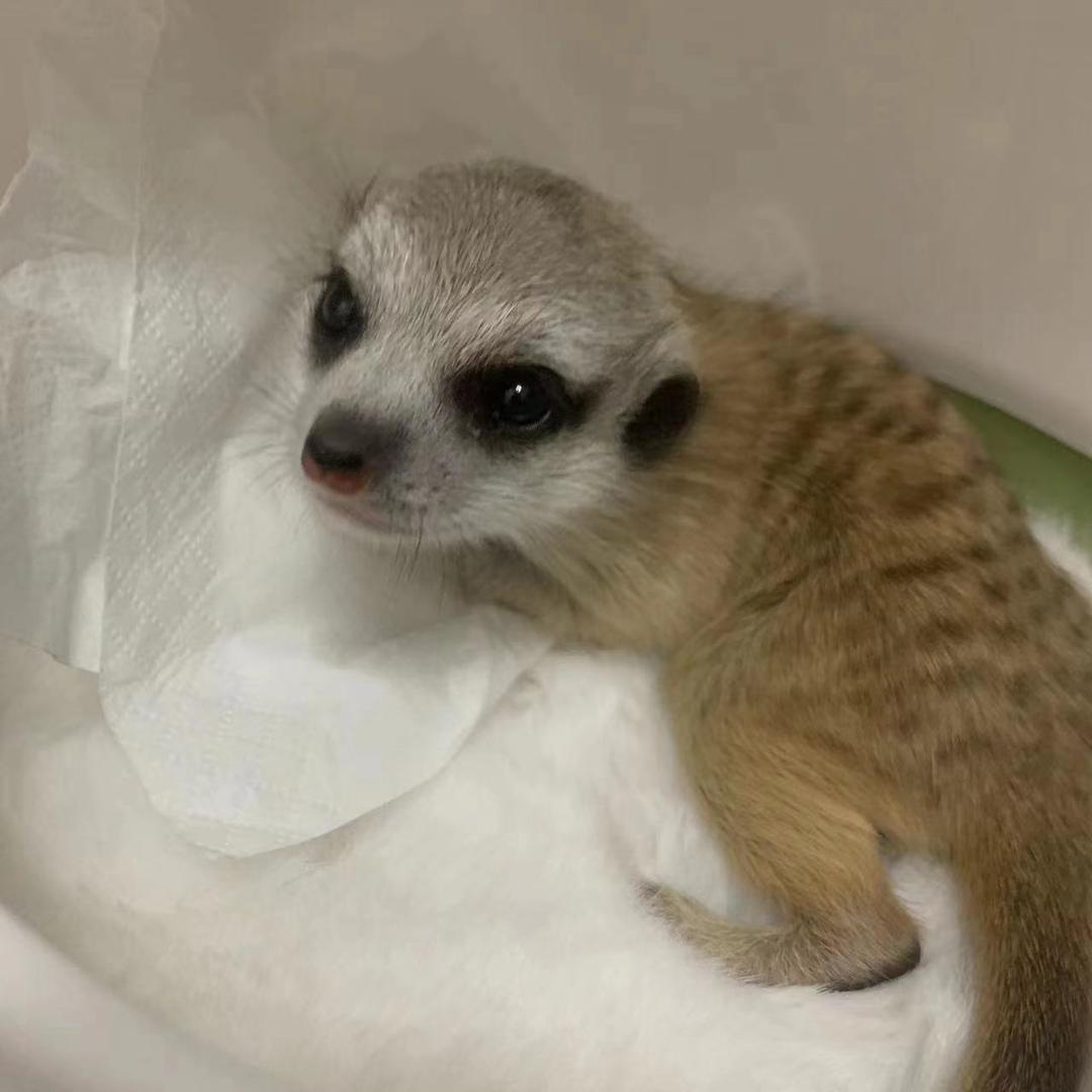 不动明王养狐獴