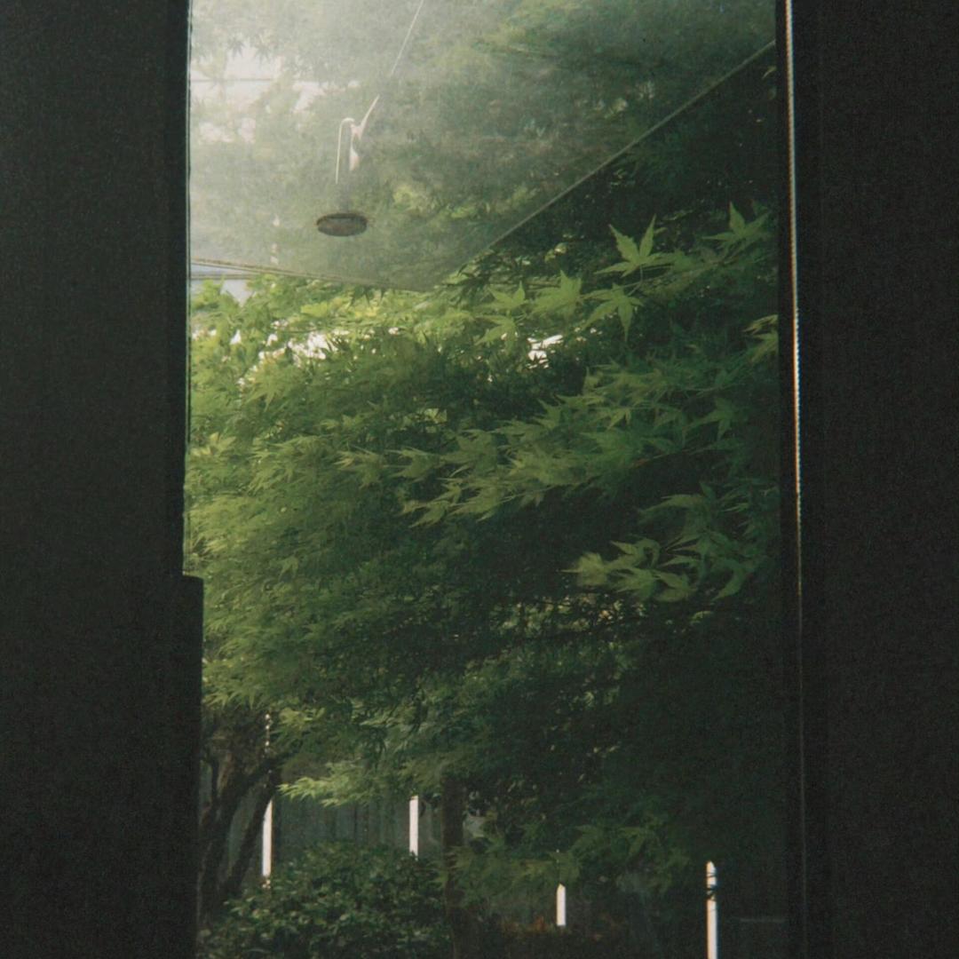 荔荔在木