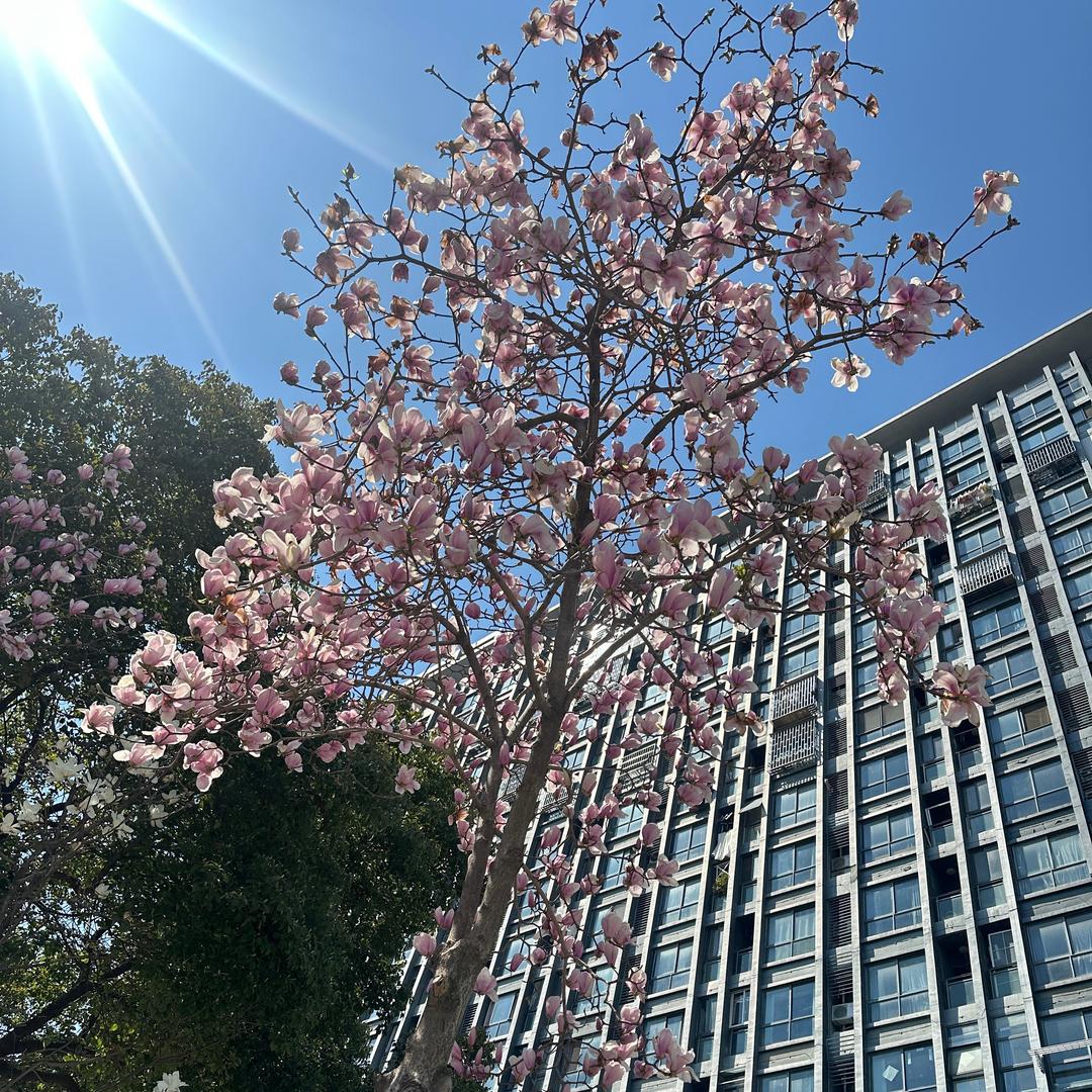 艳阳天