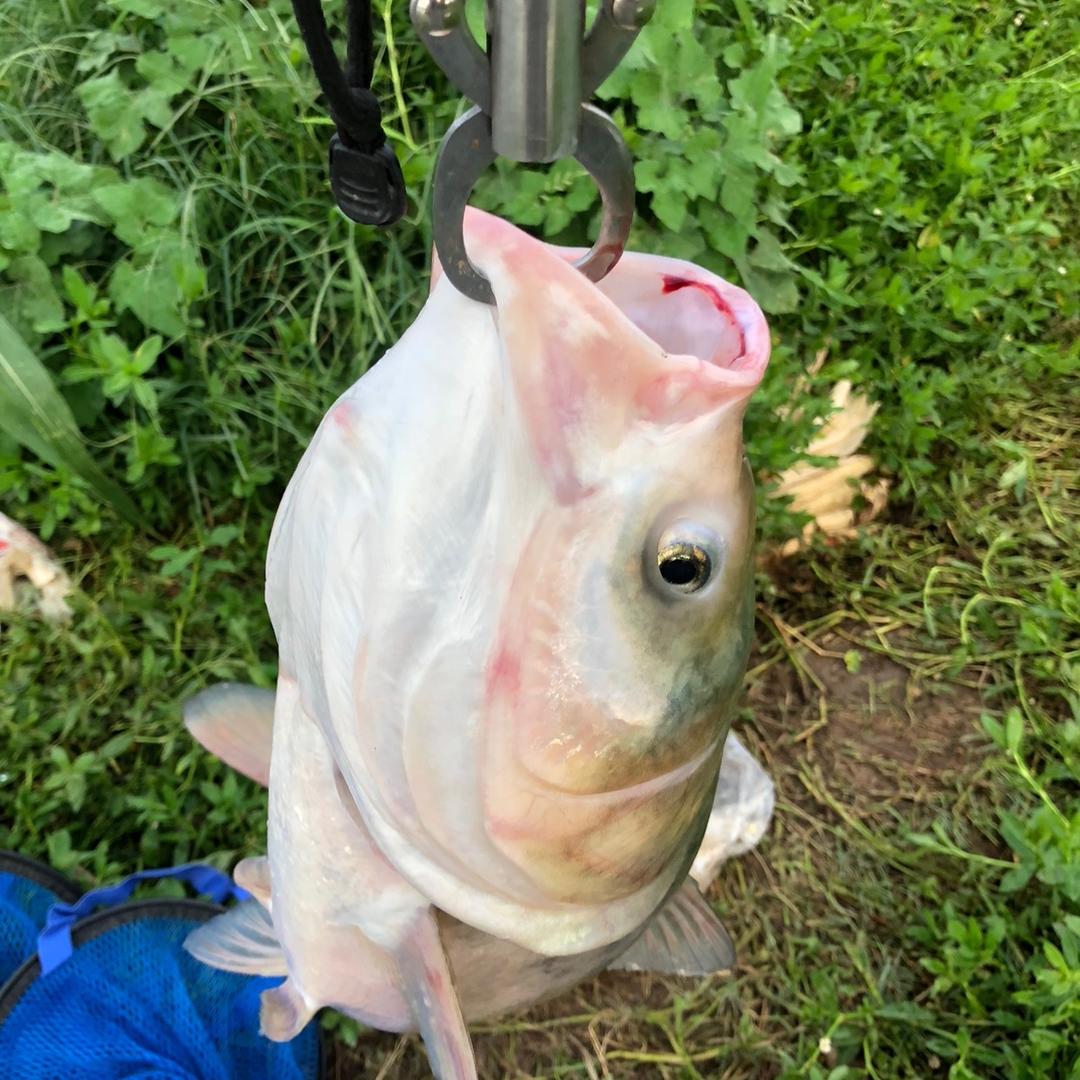 大Yu吃小鱼