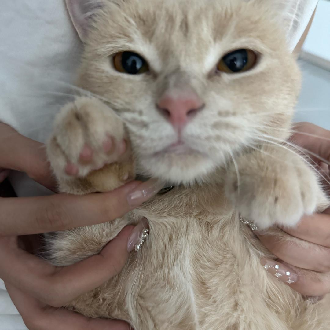 @羊小只·