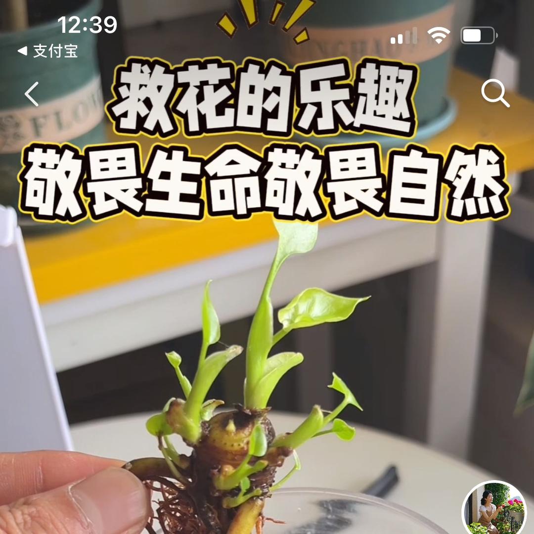 子豪说