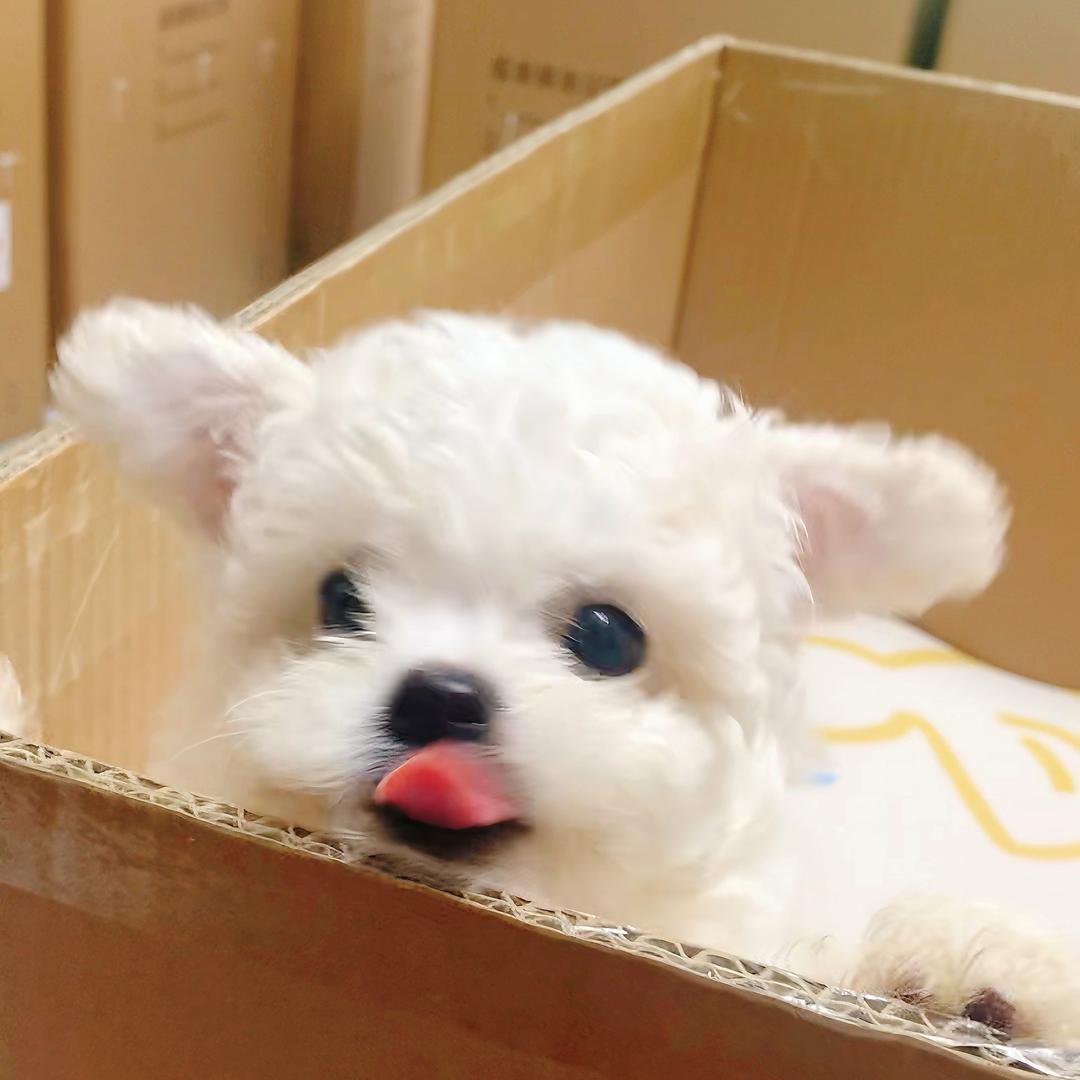 小潘爱吃