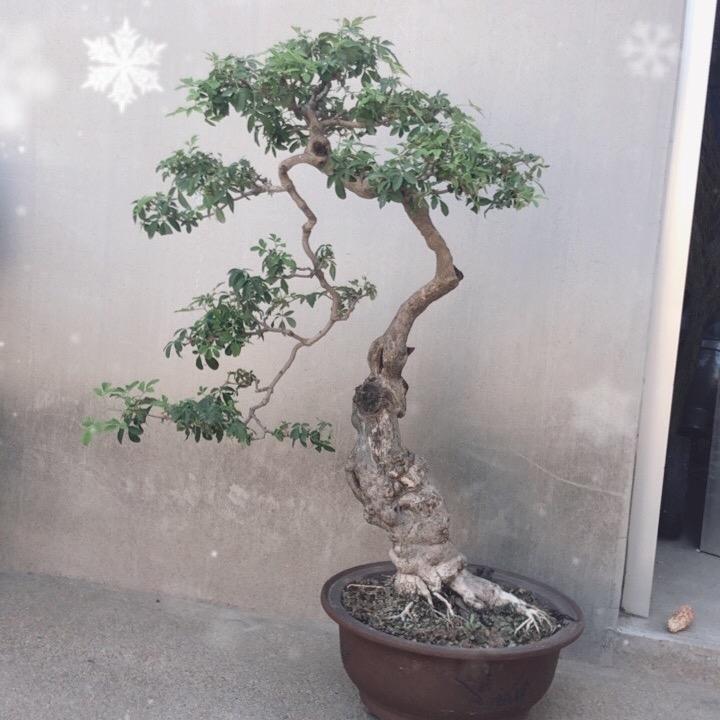 云轩盆景