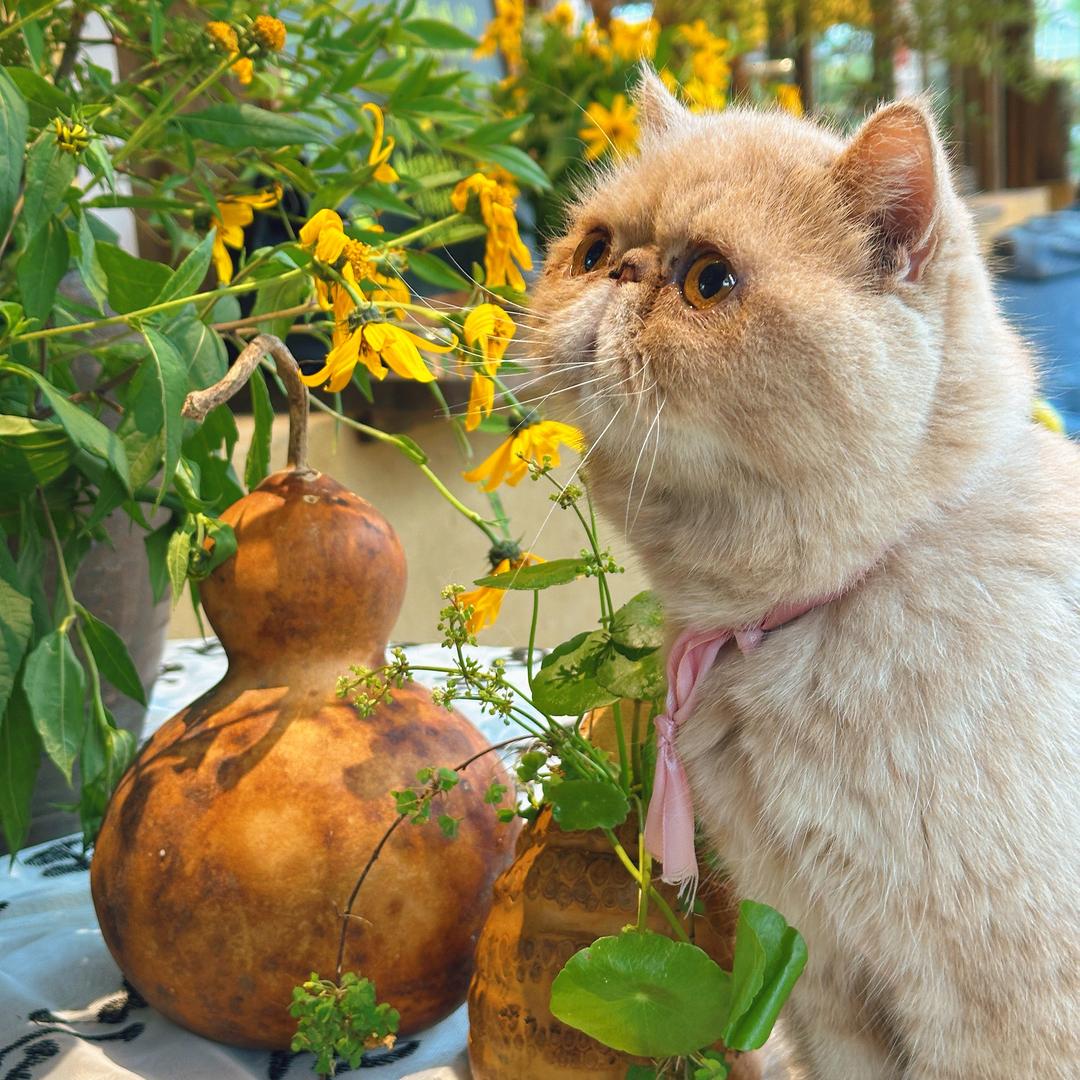 六安的院子💁主理人