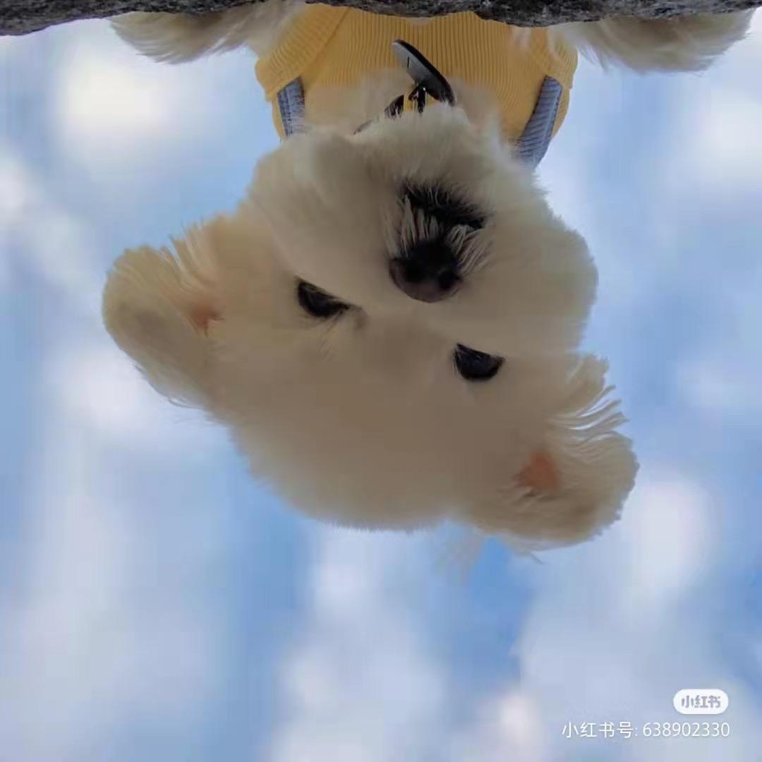 最后de轻语