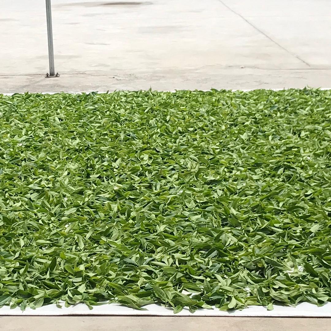 青水茶业.漳平水仙
