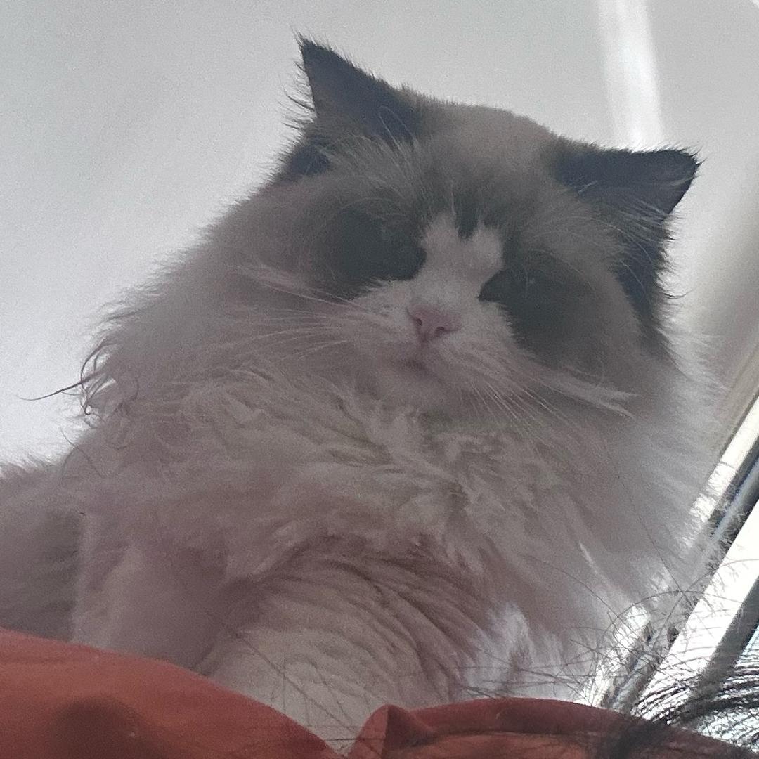 妙啊