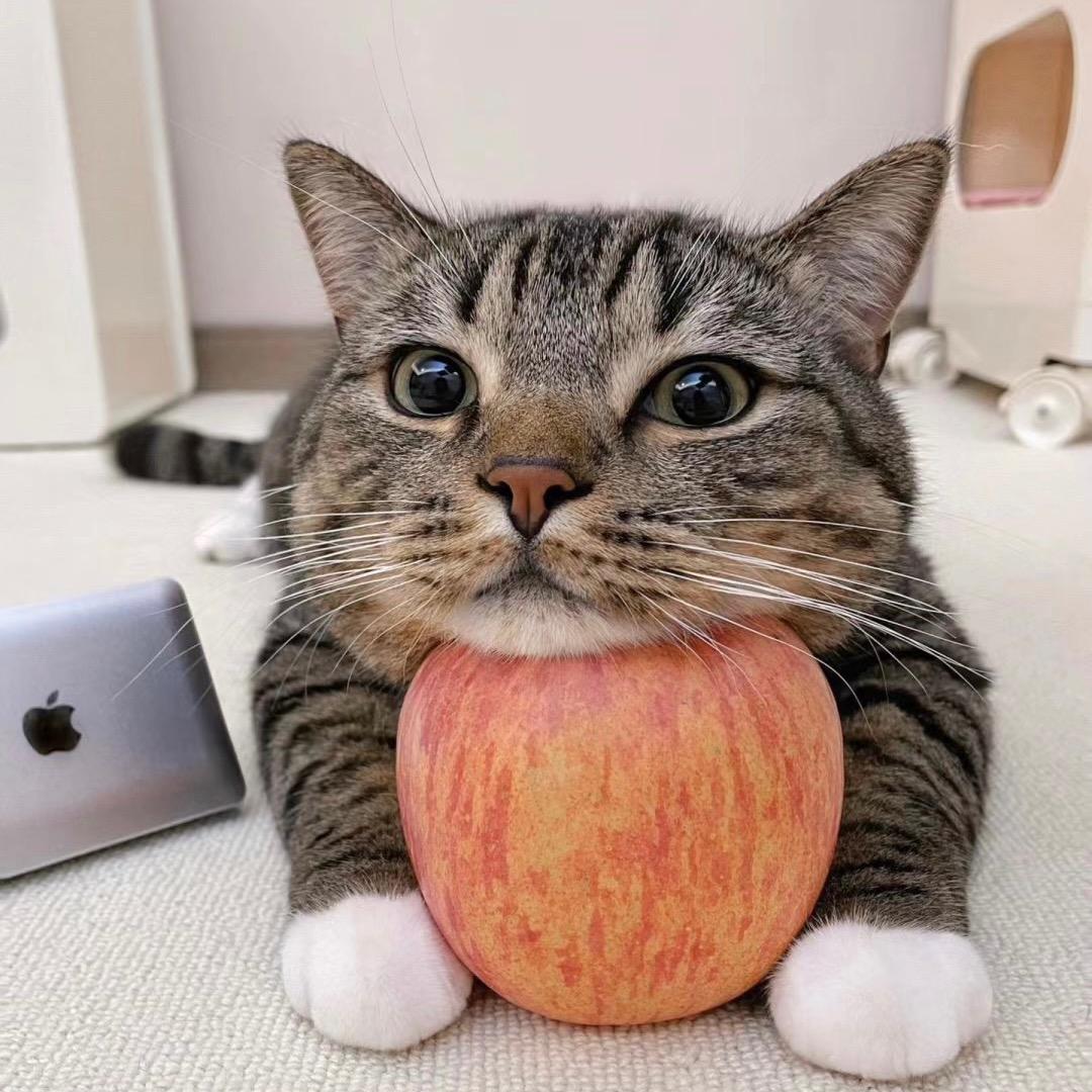 好宠家宠物生活馆🐶🐱