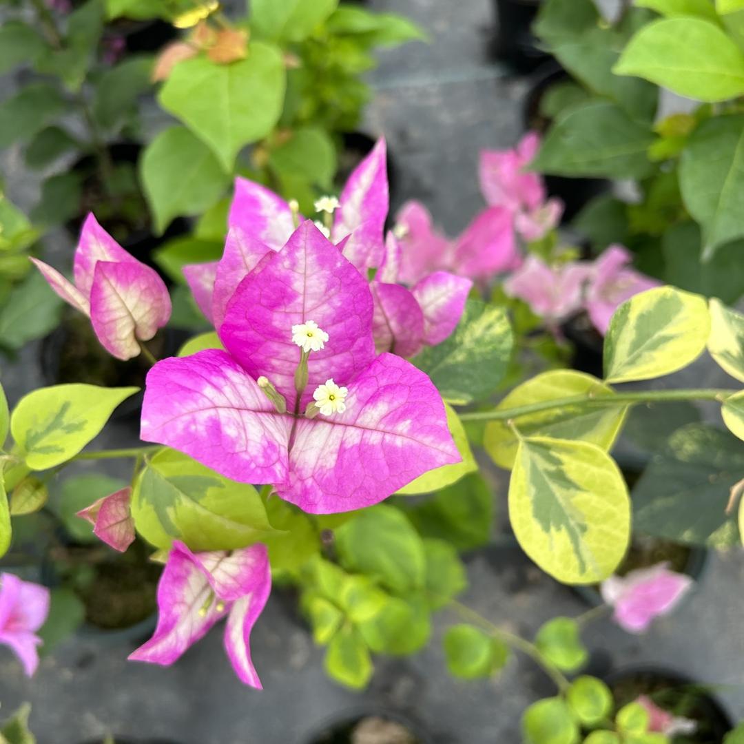 胖妞花坊