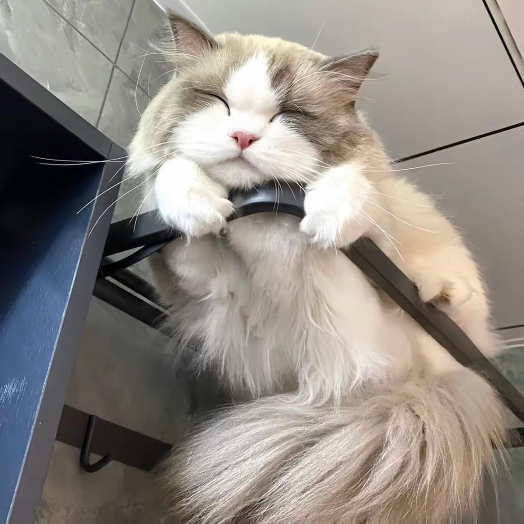 大锤有只猫