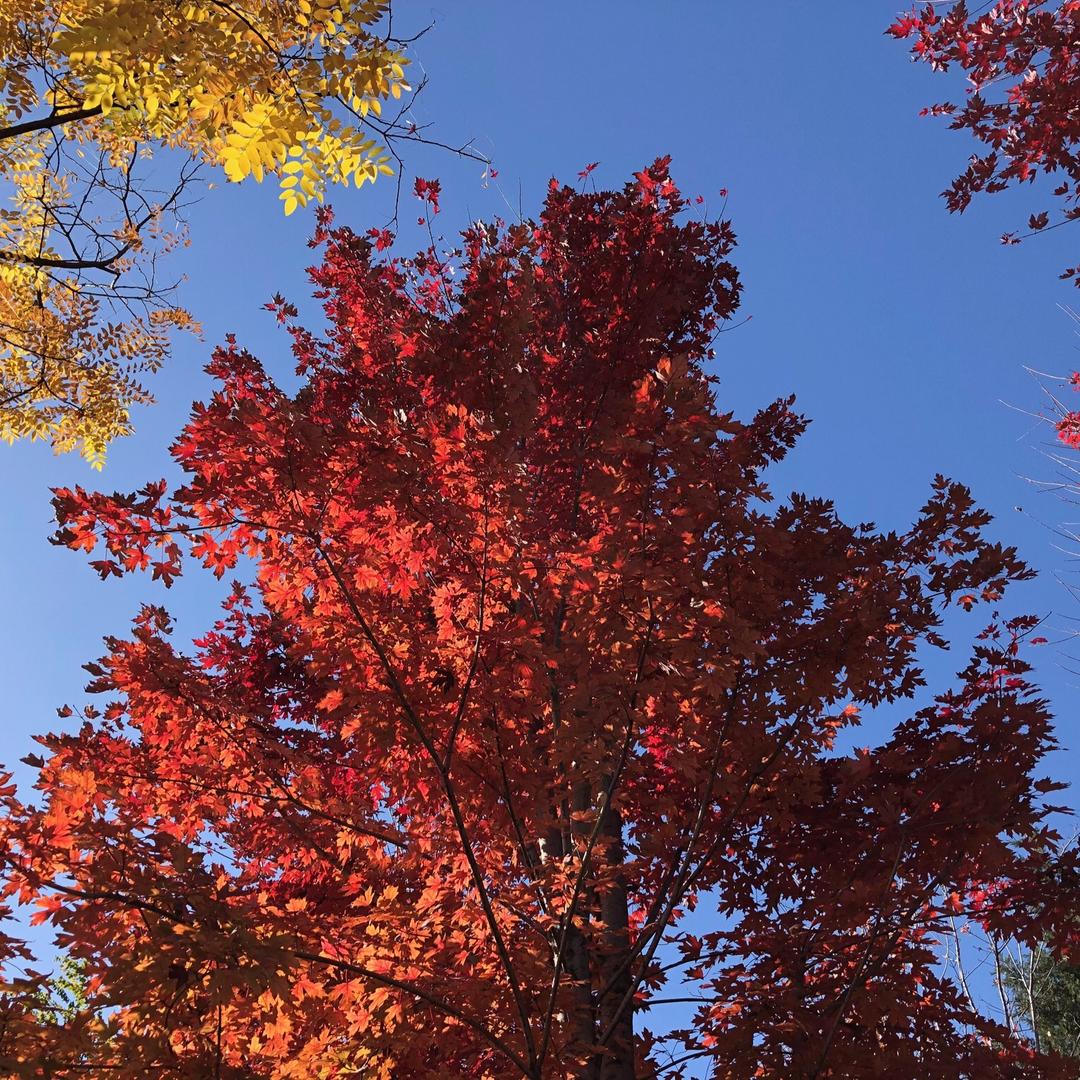 欣欣然🍁