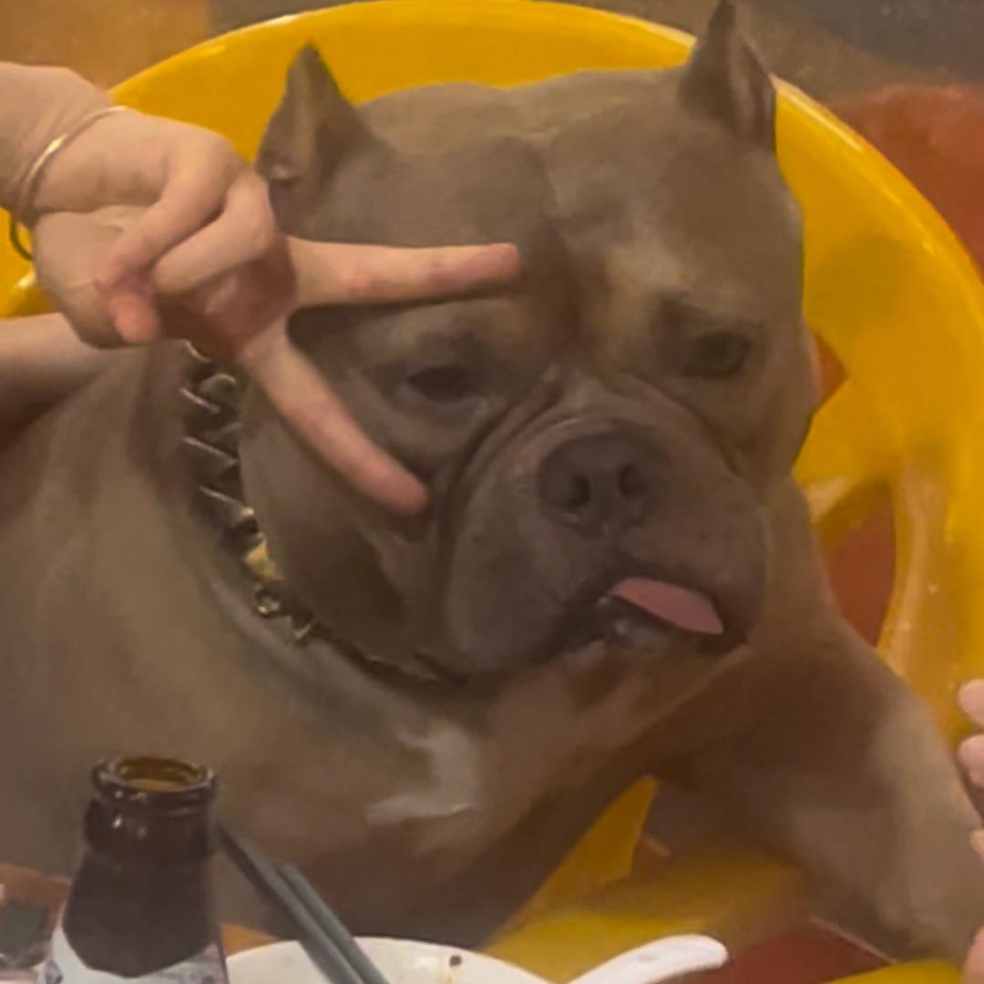 恶霸犬（大头）