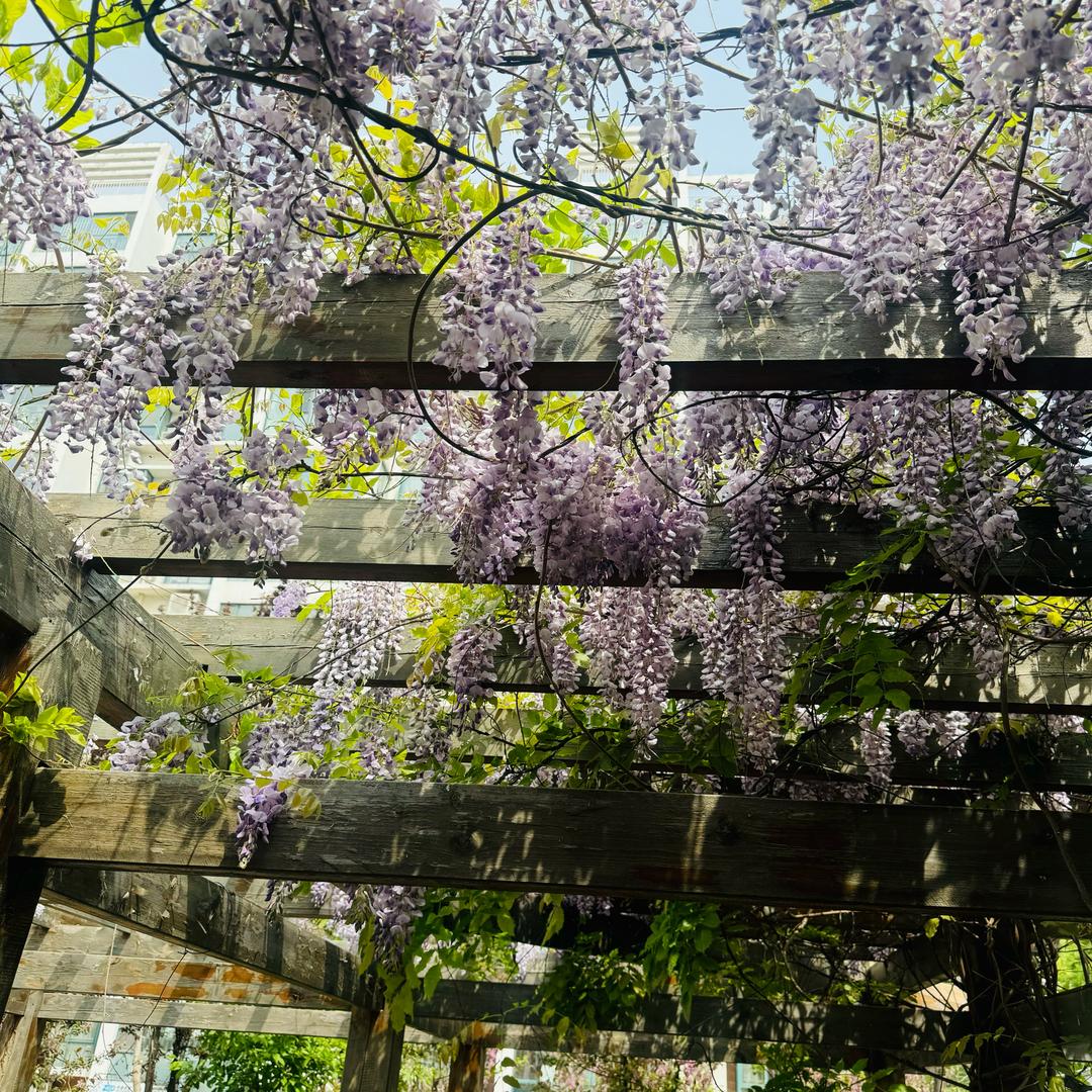 Mꪗꪖꪀᧁ楊ོᥫᩣ🌸