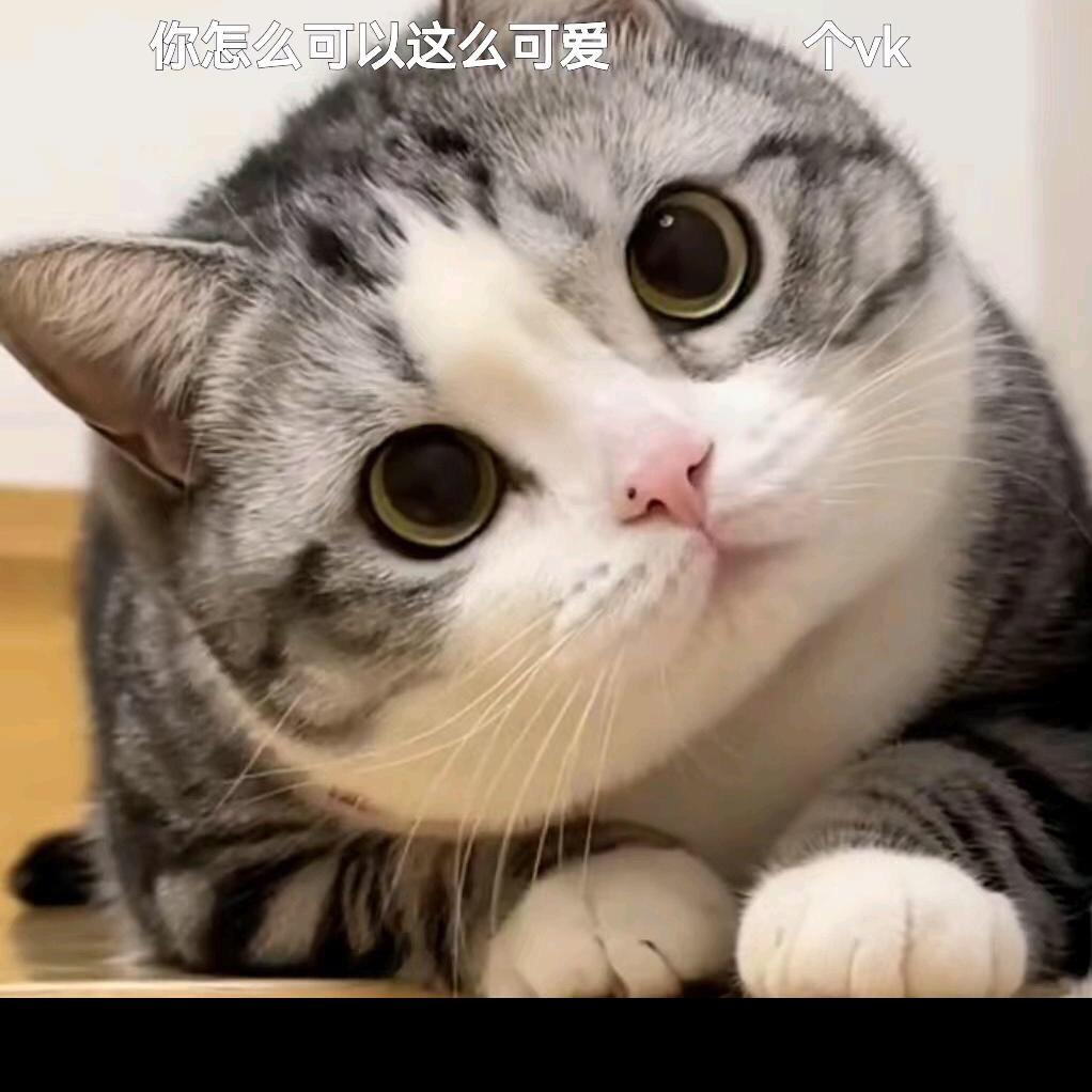 喵喵颖服饰