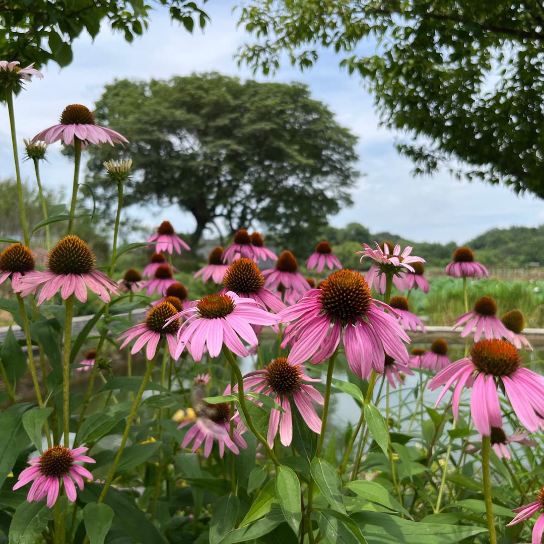 🌸手可摘星辰🍀