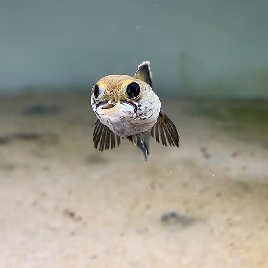 广西老表～邓公子