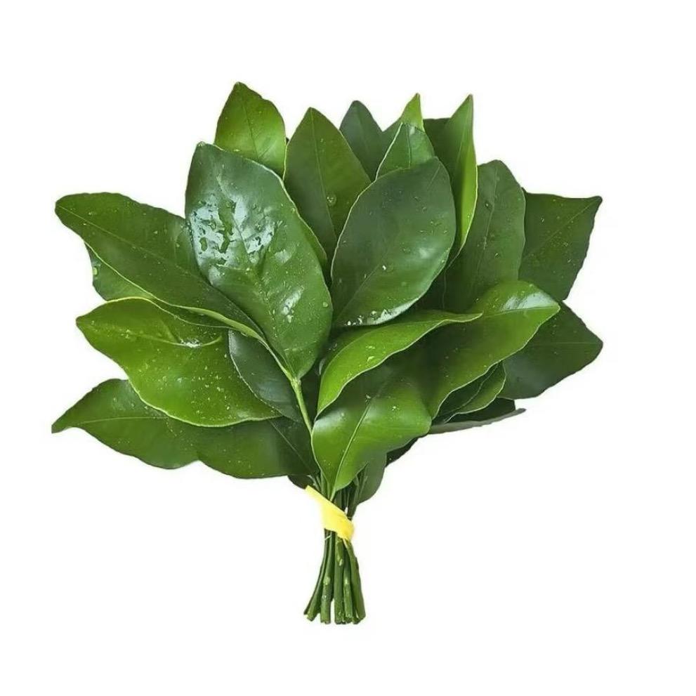 姚xixi