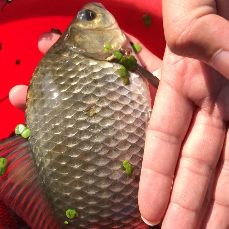 小成爱钓鱼🎣（承蒙厚爱)