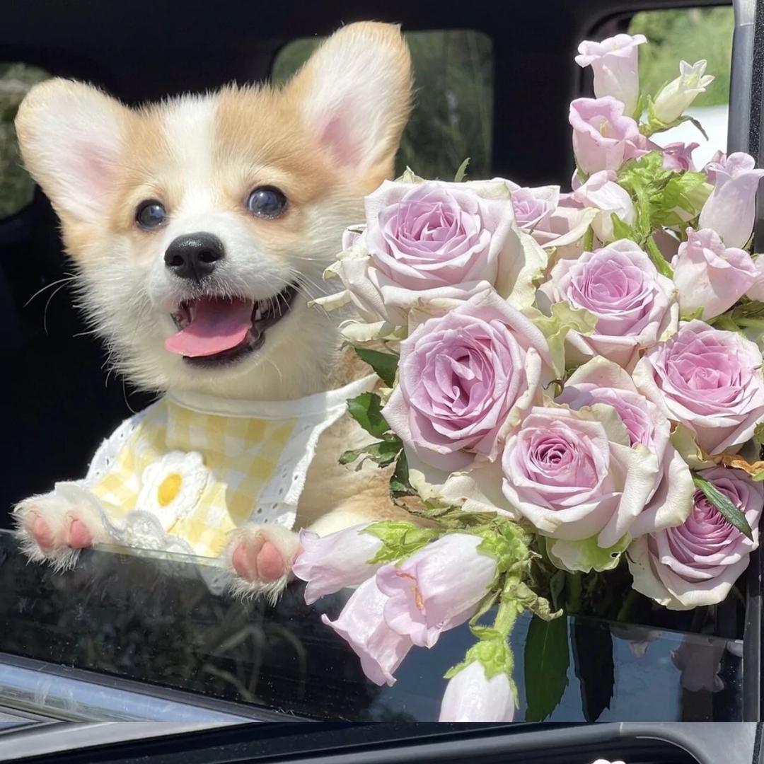 金泰cku宠物繁殖犬舍有限公司🏆