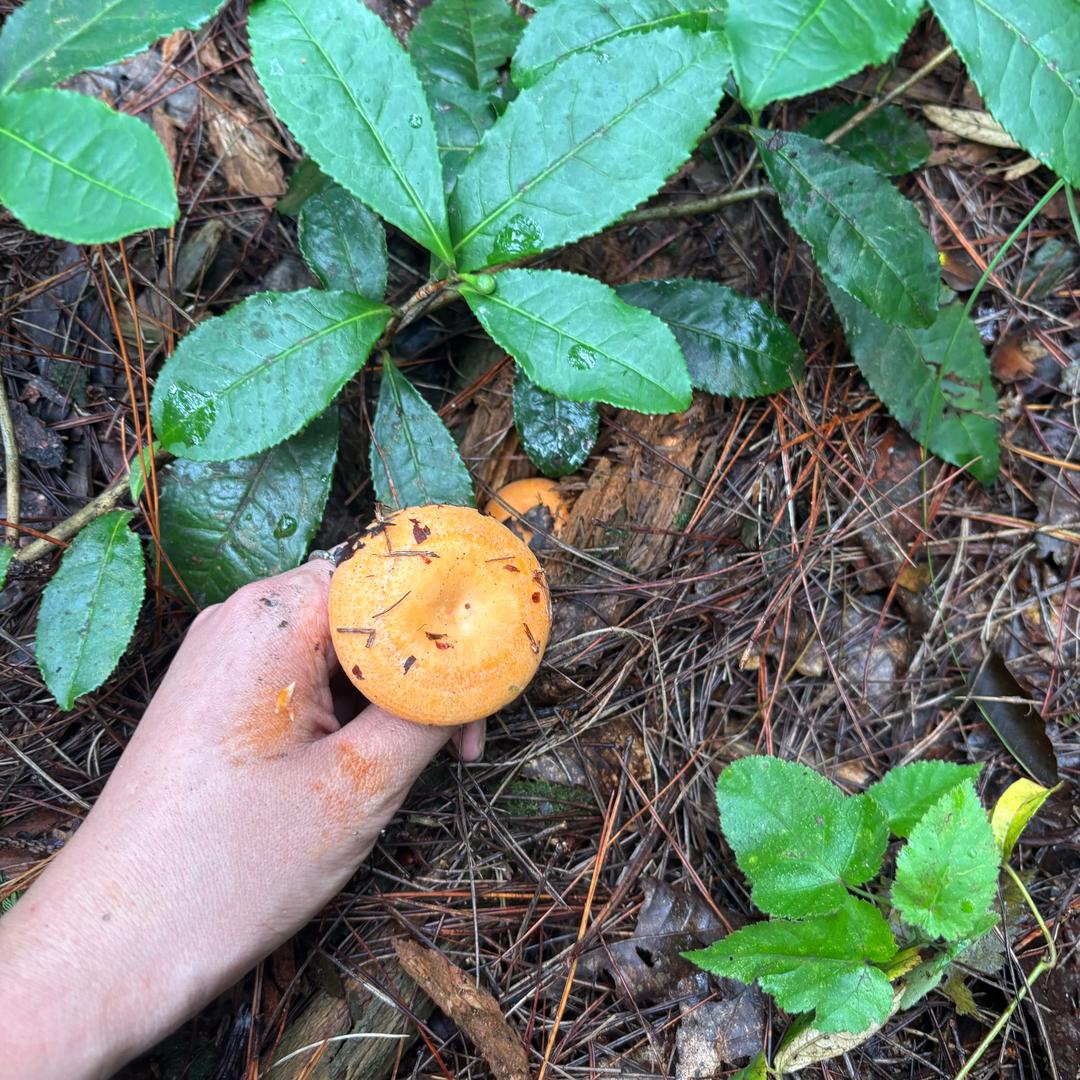 焰遇江湖