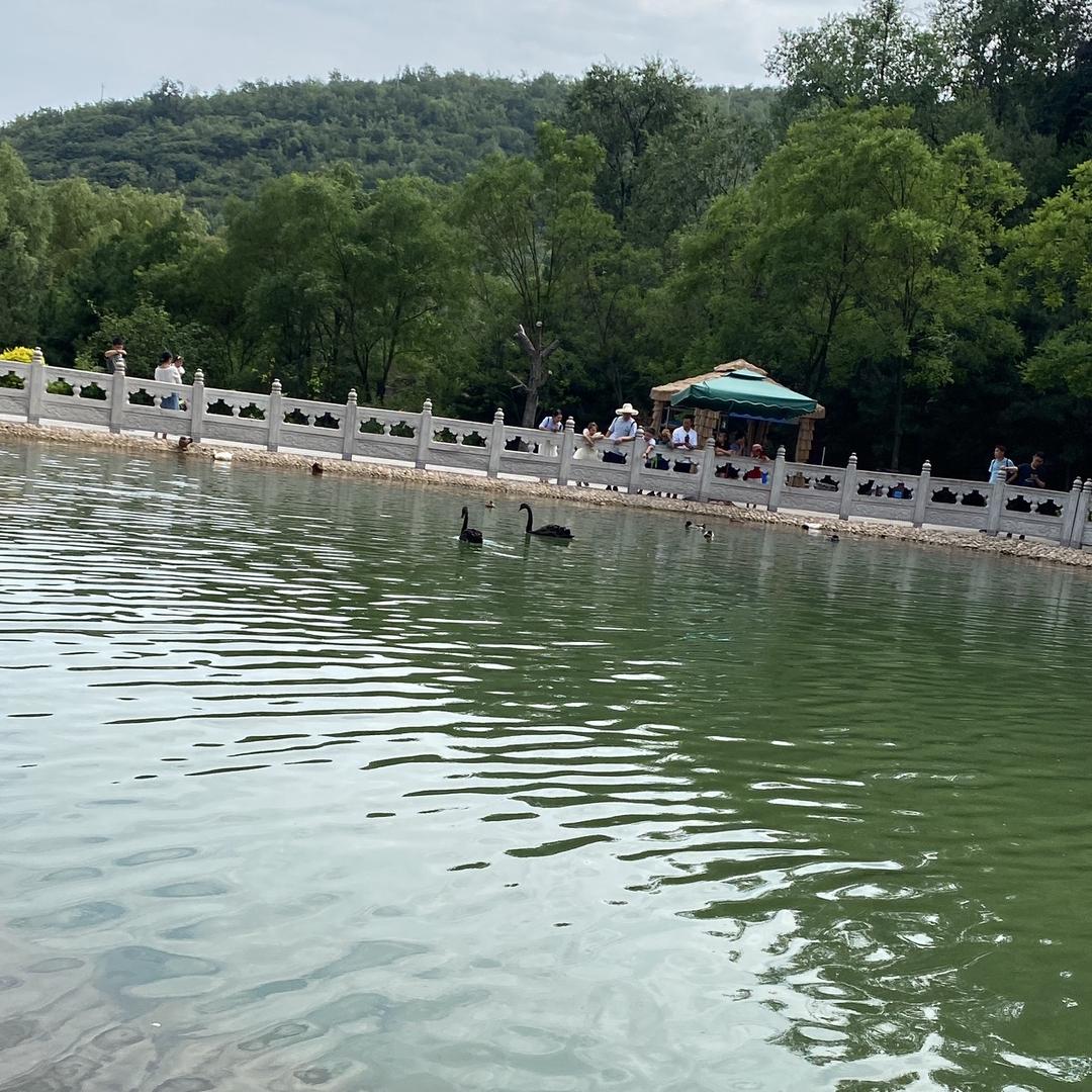 腊梅
