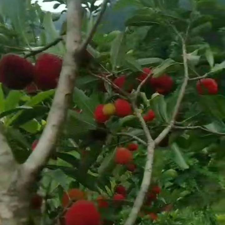 让梦飞翔