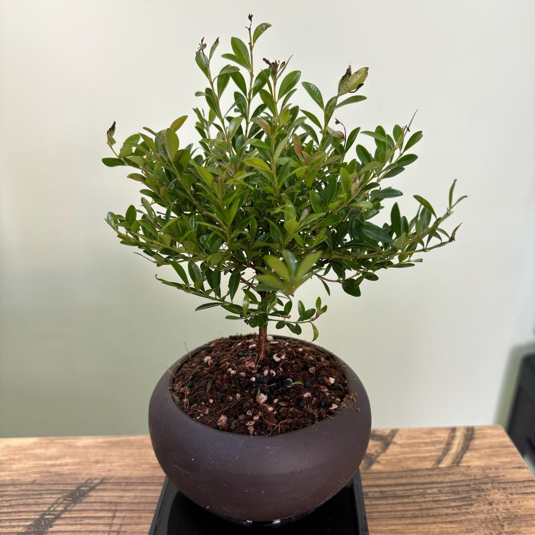 夏南城