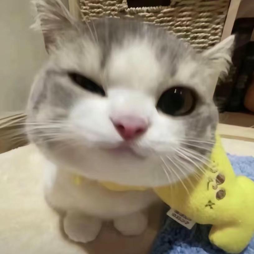 派大星⭐️