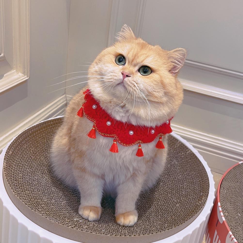 大脸猫地瓜