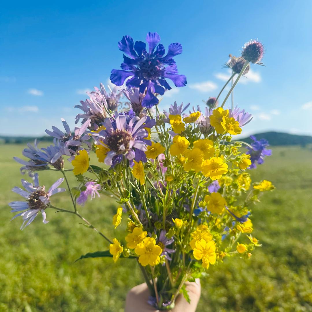 胖虎（脱脂中）