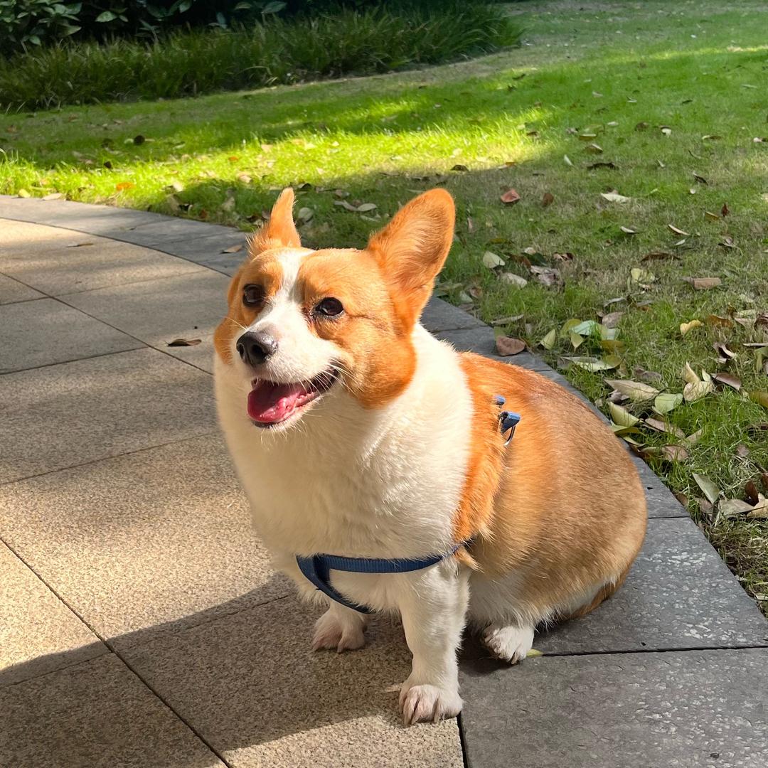 一只短腿小犟缸