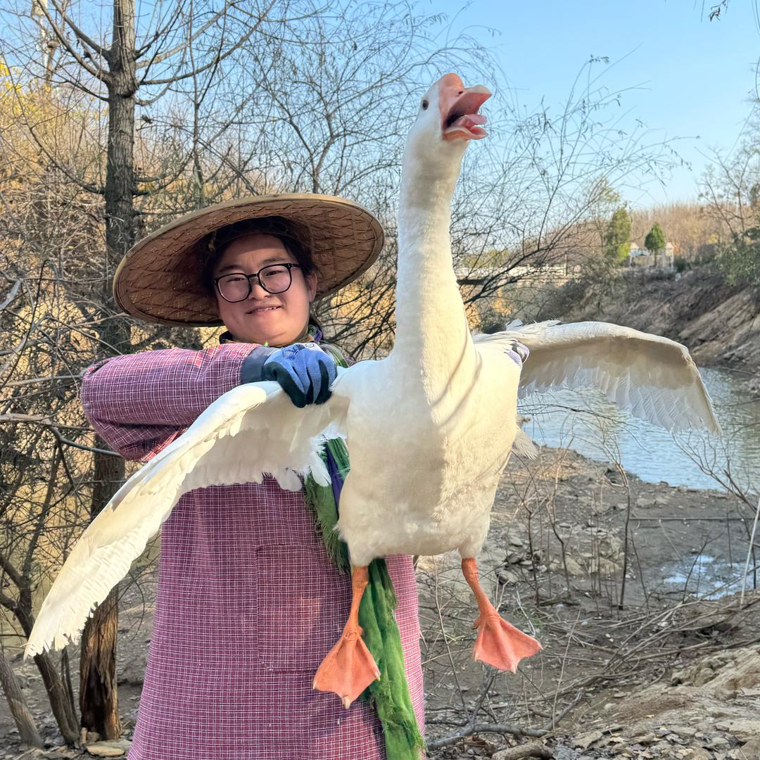大大鹅🦢大山土鹅🐔跑山鸡