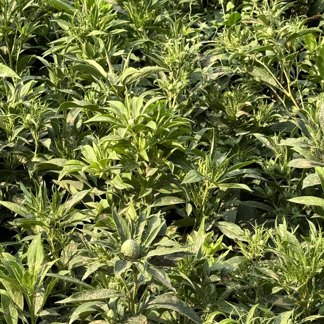 小牛种药材