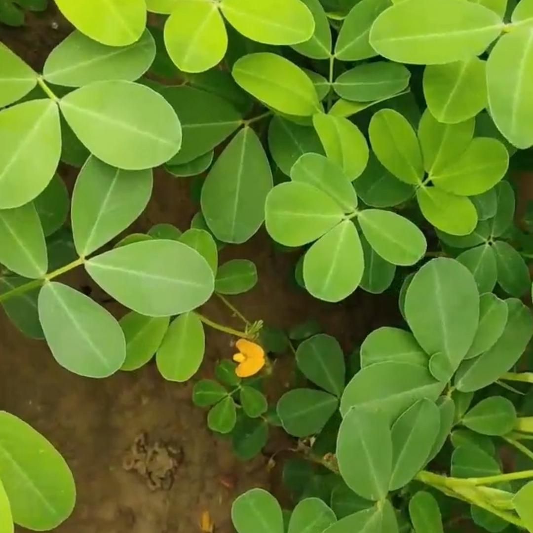 花开富贵7788（商品在橱窗）